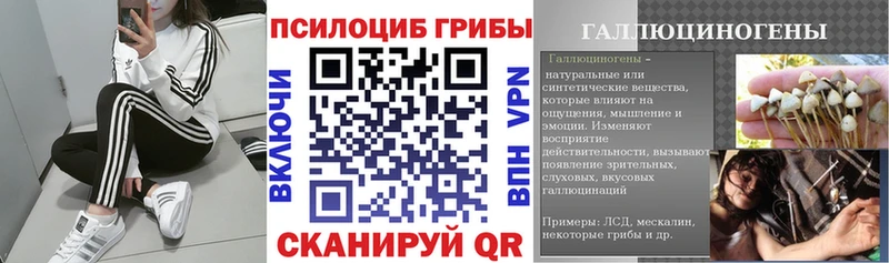 что такое   Вихоревка  Галлюциногенные грибы Psilocybine cubensis 